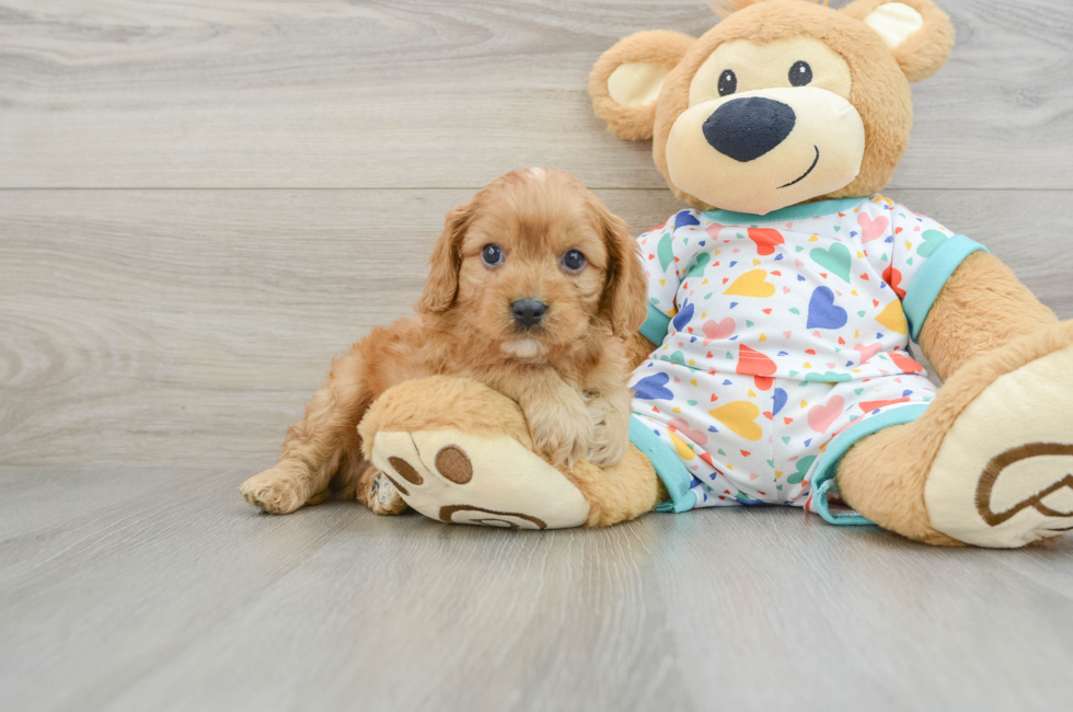 7 week old Cavapoo Puppy For Sale - Seaside Pups