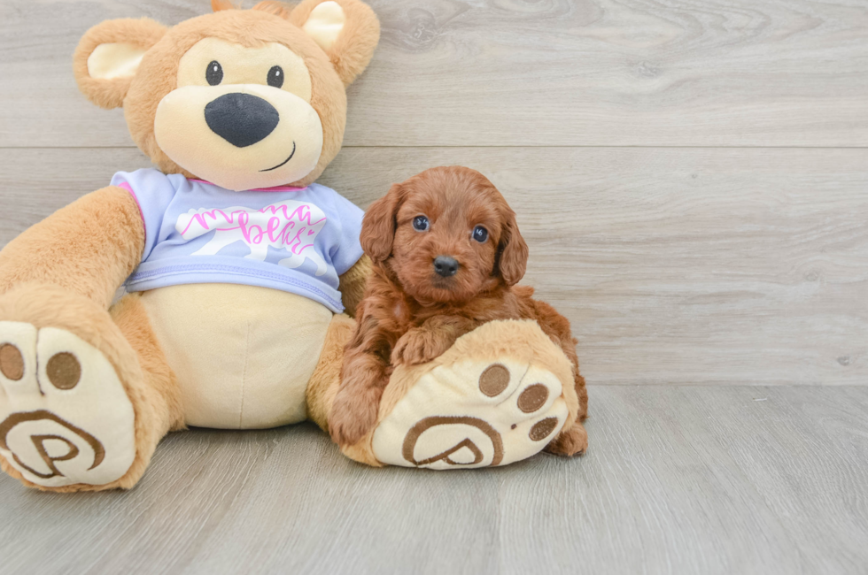5 week old Cavapoo Puppy For Sale - Seaside Pups