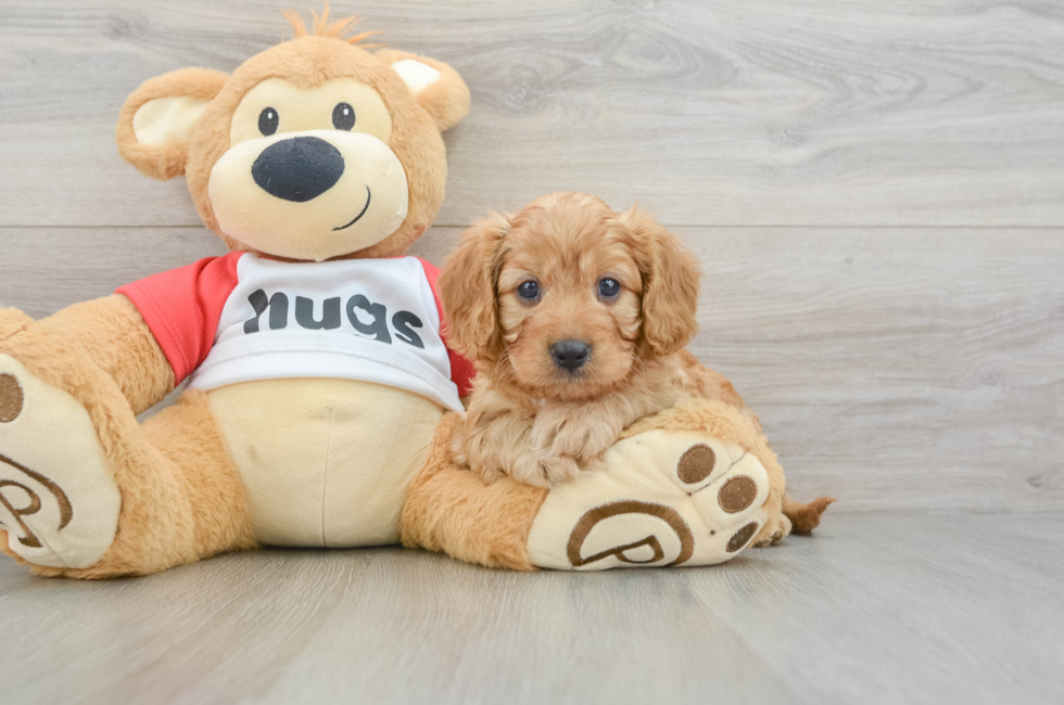 7 week old Cavapoo Puppy For Sale - Seaside Pups