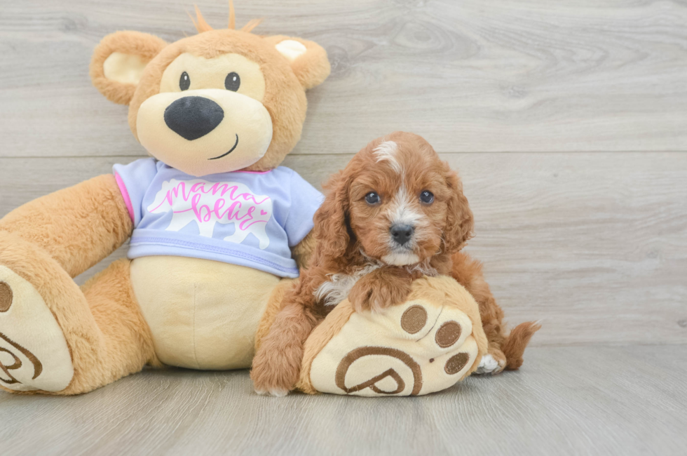 5 week old Cavapoo Puppy For Sale - Seaside Pups