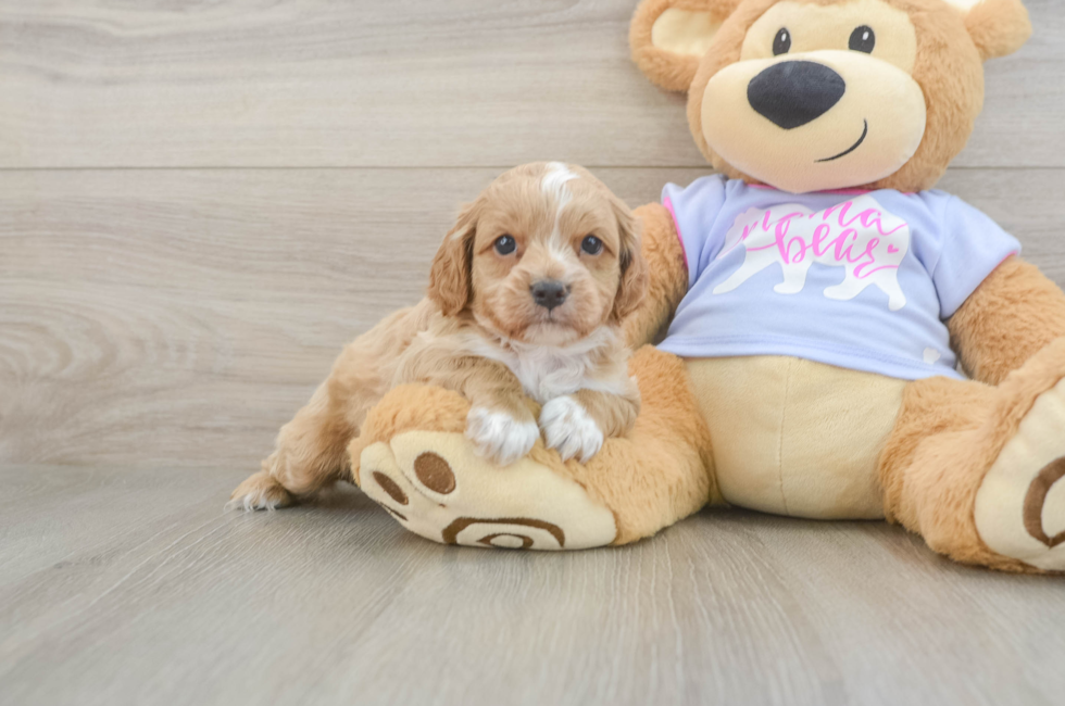 5 week old Cavapoo Puppy For Sale - Seaside Pups