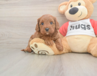 7 week old Cavapoo Puppy For Sale - Seaside Pups