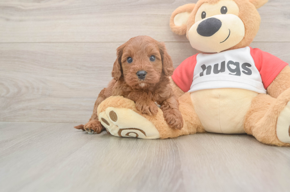 5 week old Cavapoo Puppy For Sale - Seaside Pups