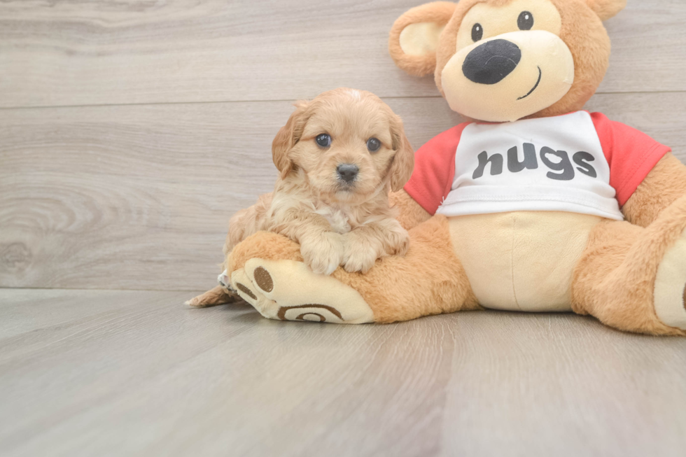 Meet Urban - our Cavapoo Puppy Photo  1/3 - Seaside Pups Happy Cavapoo Baby