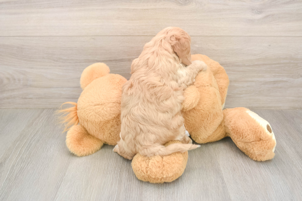 Meet Urban - our Cavapoo Puppy Photo  3/3 - Seaside Pups Fluffy Cavapoo Poodle Mix Pup