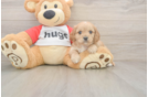 Meet Urban - our Cavapoo Puppy Photo  2/3 - Seaside Pups Sweet Cavapoo Baby