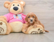 8 week old Cavapoo Puppy For Sale - Seaside Pups
