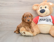 8 week old Cavapoo Puppy For Sale - Seaside Pups