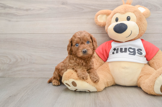 Smart Cavapoo Poodle Mix Pup