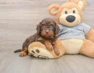 7 week old Cavapoo Puppy For Sale - Seaside Pups