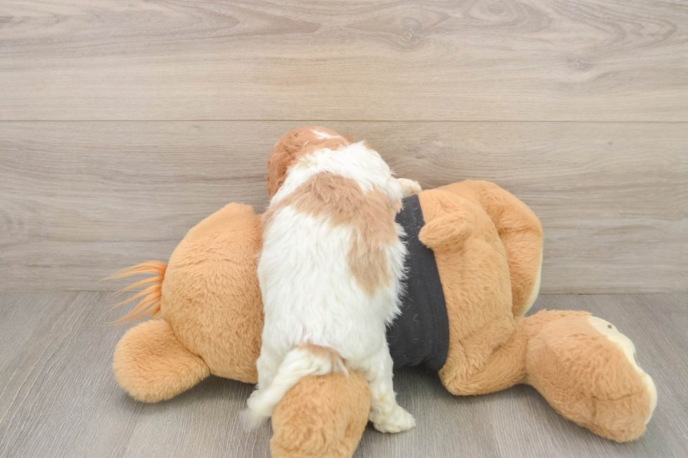 Cavapoo Puppy for Adoption
