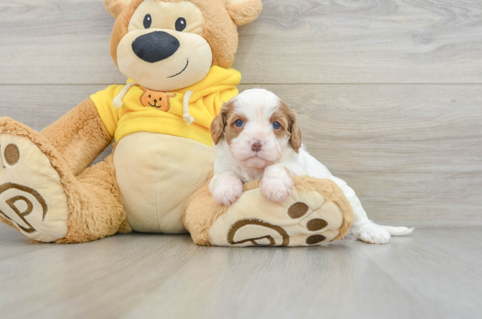 6 week old Cavapoo Puppy For Sale - Seaside Pups