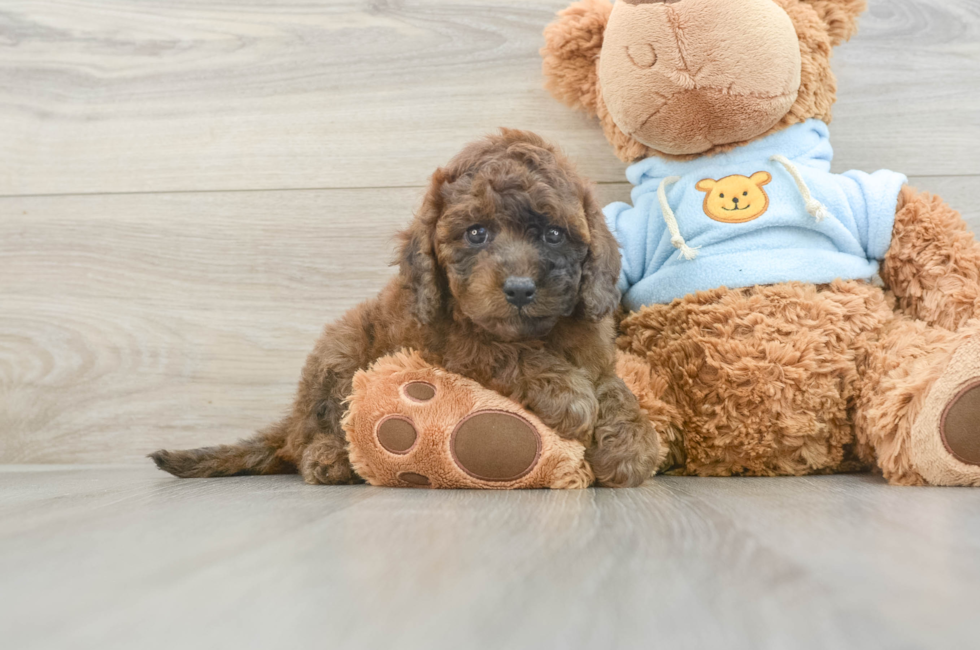 7 week old Cavapoo Puppy For Sale - Seaside Pups