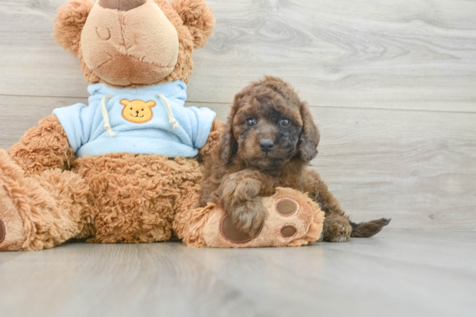 Best Cavapoo Baby