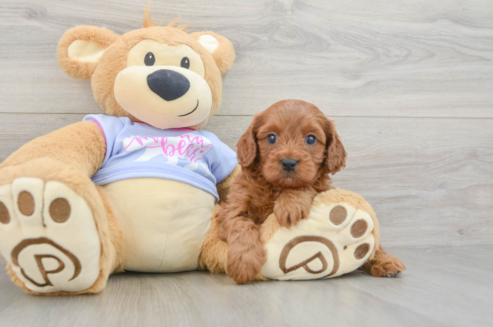 5 week old Cavapoo Puppy For Sale - Seaside Pups