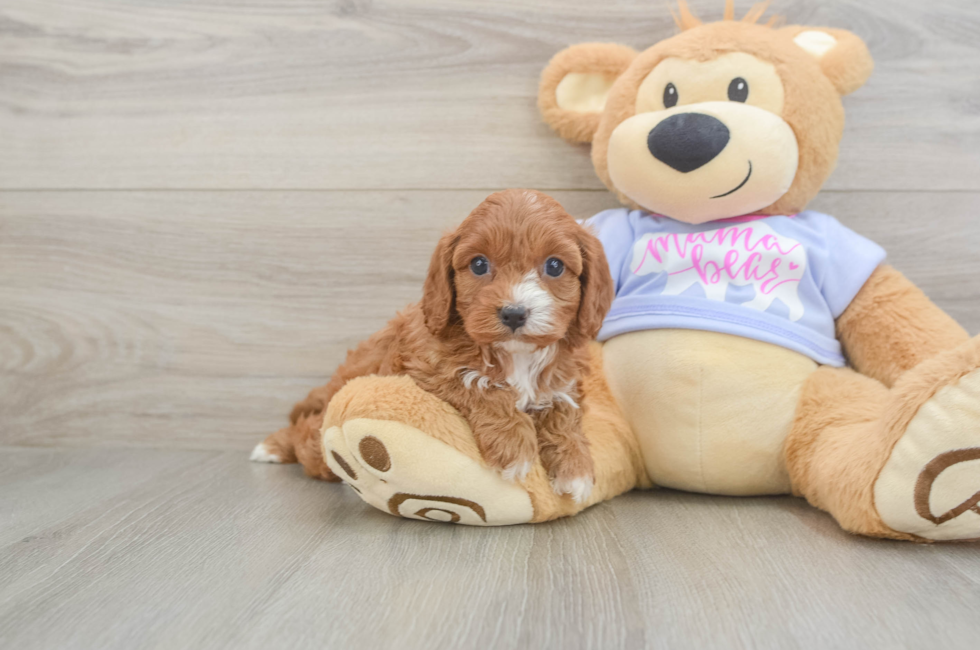 5 week old Cavapoo Puppy For Sale - Seaside Pups
