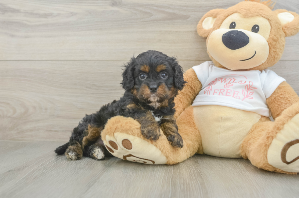 5 week old Cavapoo Puppy For Sale - Seaside Pups