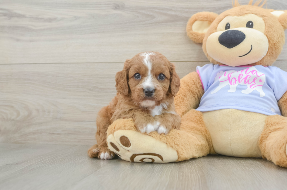 5 week old Cavapoo Puppy For Sale - Seaside Pups