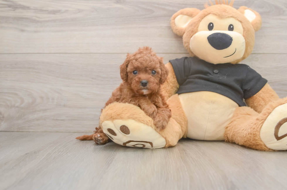 5 week old Cavapoo Puppy For Sale - Seaside Pups