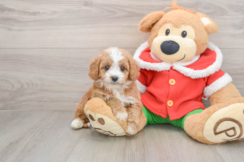 5 week old Cavapoo Puppy For Sale - Seaside Pups