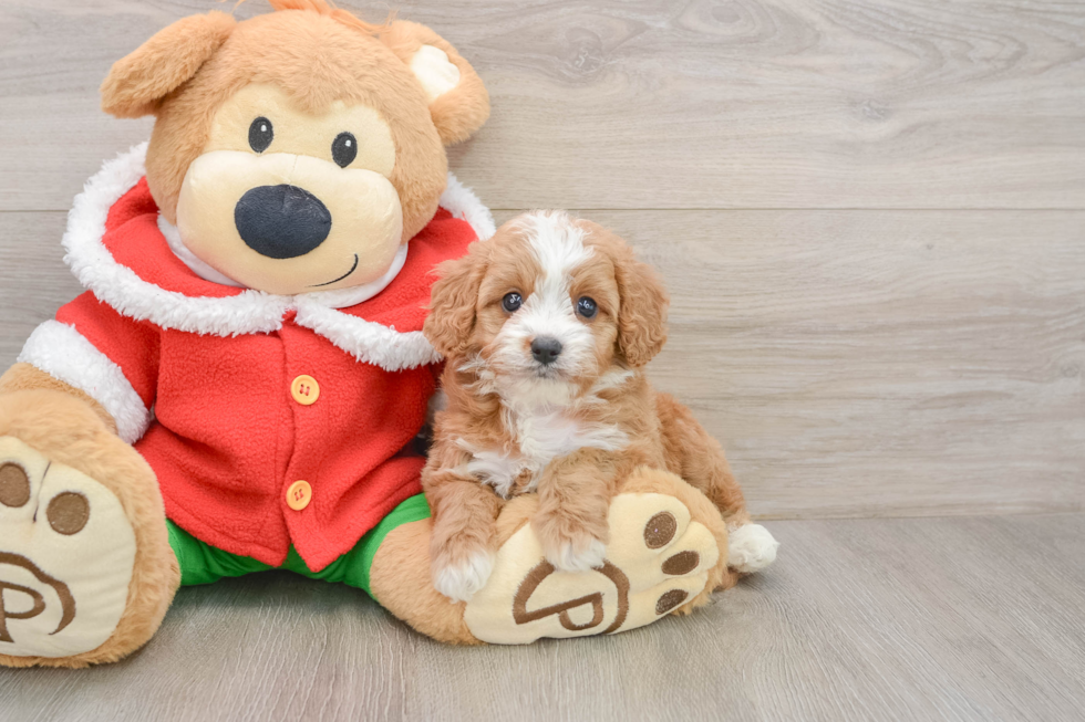 Adorable Cavalier King Charles Spaniel and Poodle Mix Poodle Mix Puppy