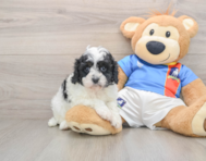 8 week old Cavapoo Puppy For Sale - Seaside Pups