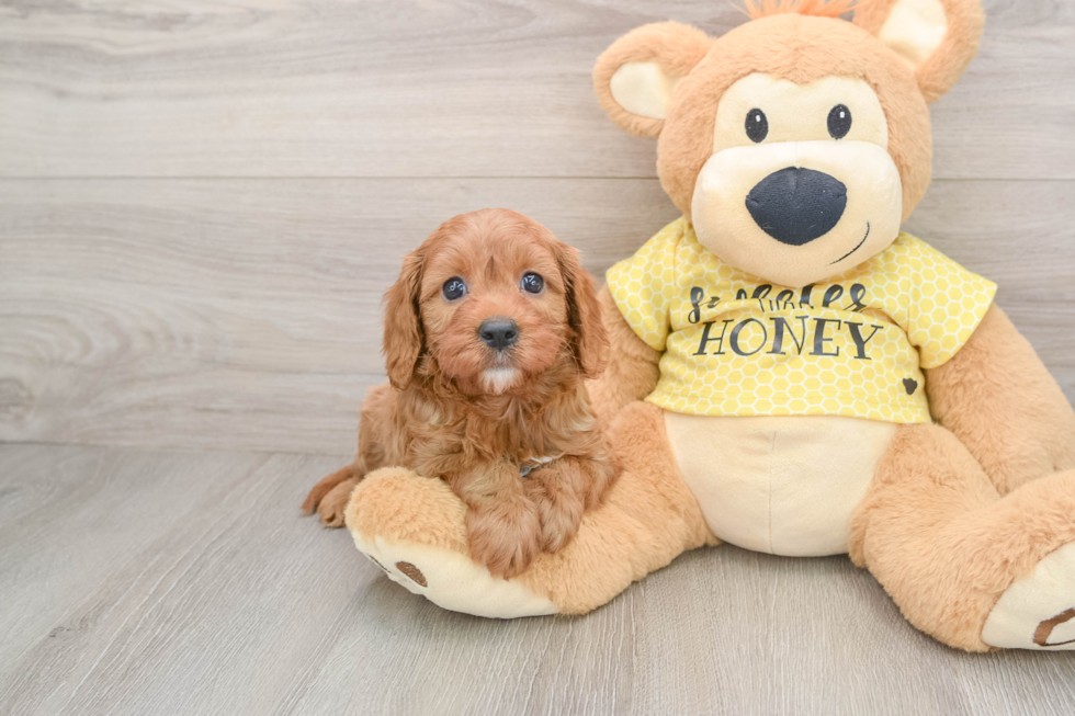 Little Cavipoo Poodle Mix Puppy