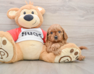 8 week old Cavapoo Puppy For Sale - Seaside Pups