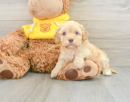 8 week old Cavapoo Puppy For Sale - Seaside Pups