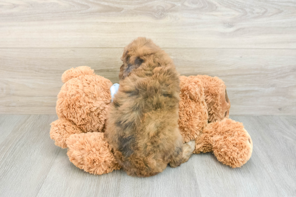 Popular Cavapoo Poodle Mix Pup