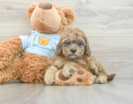 8 week old Cavapoo Puppy For Sale - Seaside Pups