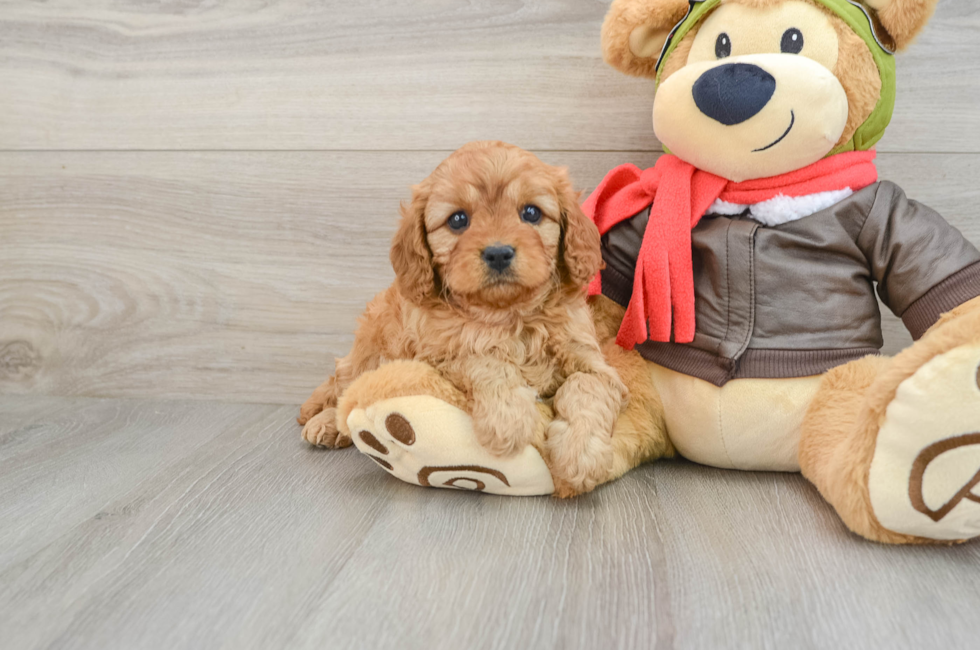 6 week old Cavapoo Puppy For Sale - Seaside Pups