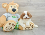 8 week old Cavapoo Puppy For Sale - Seaside Pups