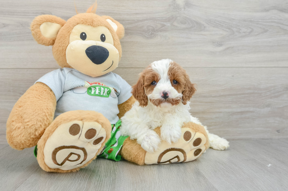 7 week old Cavapoo Puppy For Sale - Seaside Pups