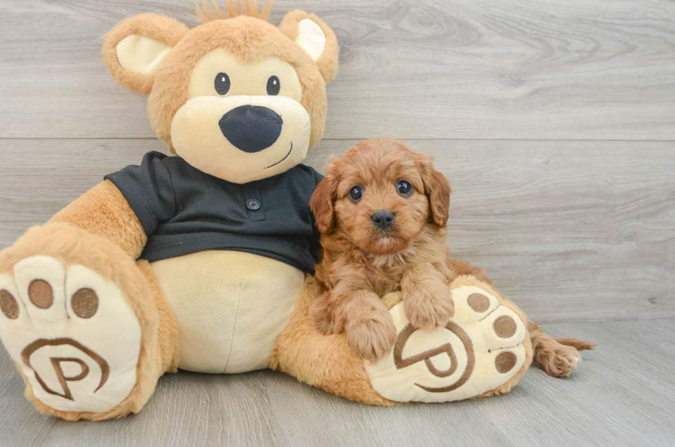5 week old Cavapoo Puppy For Sale - Seaside Pups
