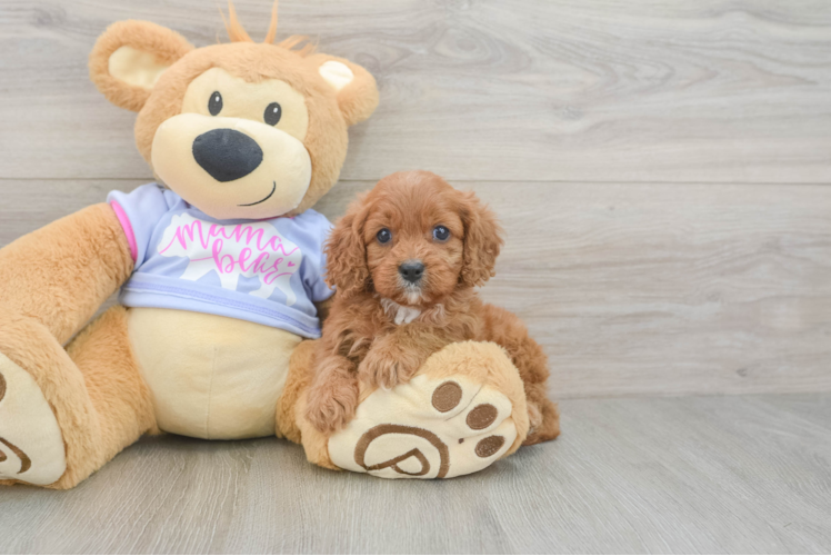Funny Cavapoo Poodle Mix Pup