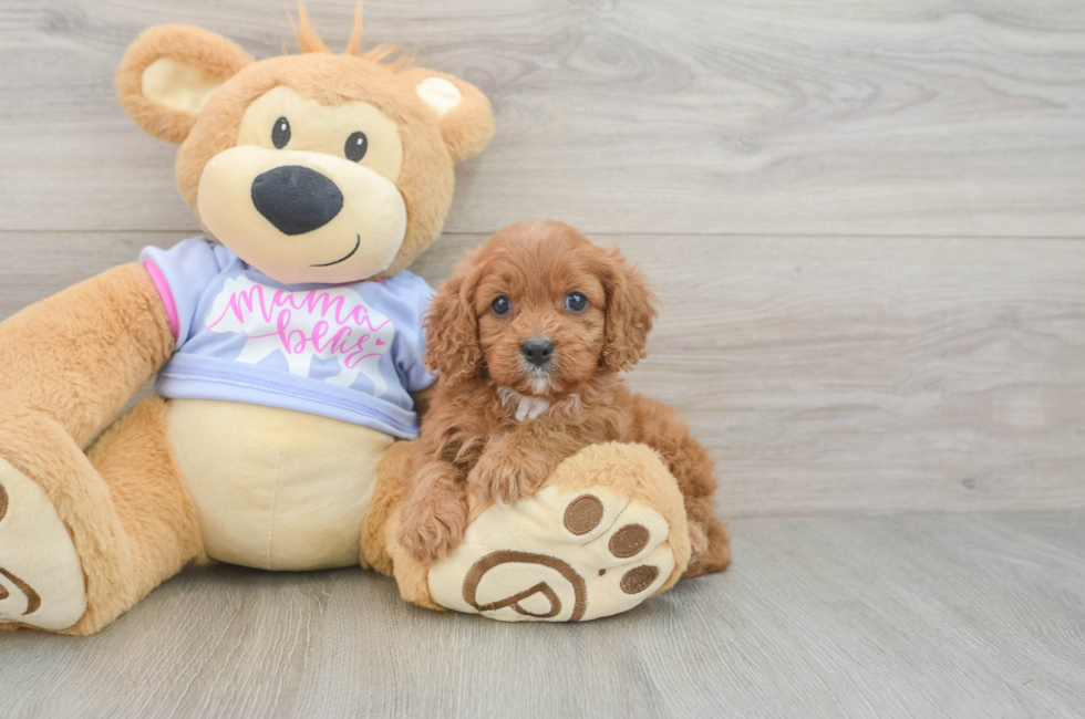 5 week old Cavapoo Puppy For Sale - Seaside Pups