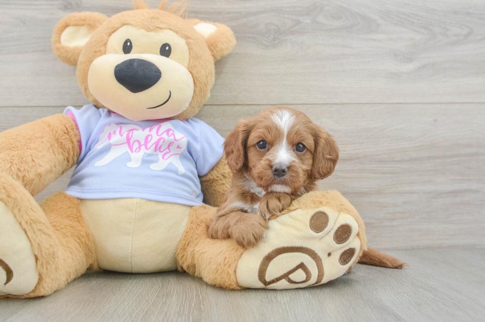 5 week old Cavapoo Puppy For Sale - Seaside Pups