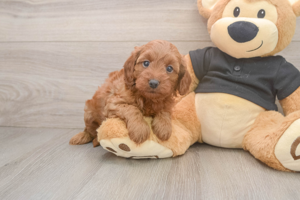 Popular Cavapoo Poodle Mix Pup