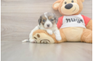 Meet Utopia - our Cavapoo Puppy Photo  1/3 - Seaside Pups Best Cavapoo Baby