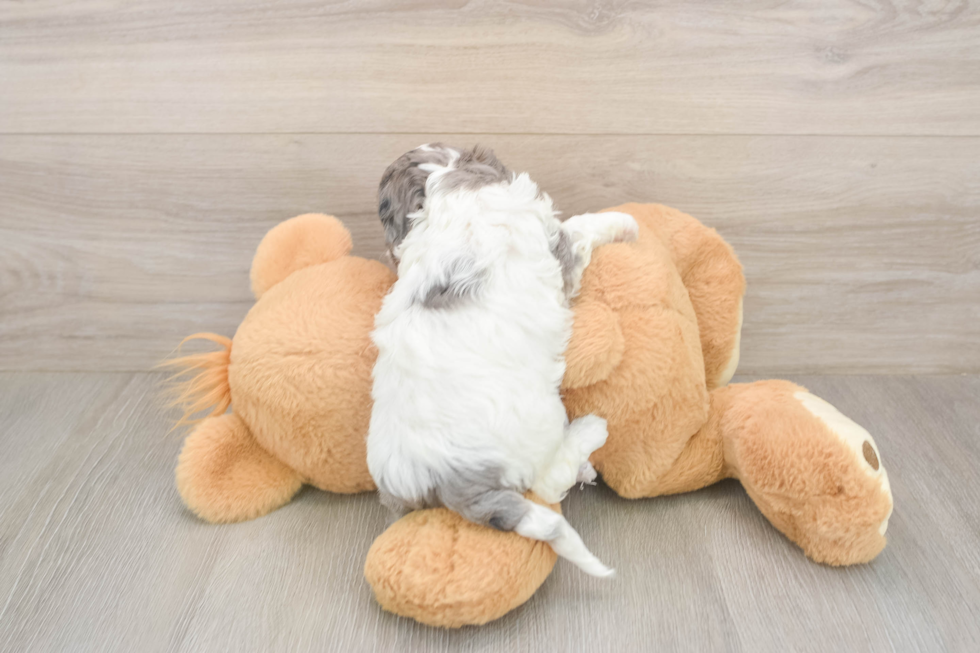 Meet Utopia - our Cavapoo Puppy Photo  3/3 - Seaside Pups Petite Cavapoo Poodle Mix Pup