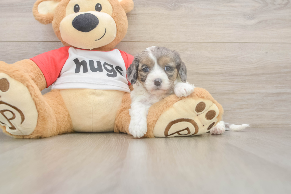 Meet Utopia - our Cavapoo Puppy Photo  2/3 - Seaside Pups Cavapoo Puppy for Adoption