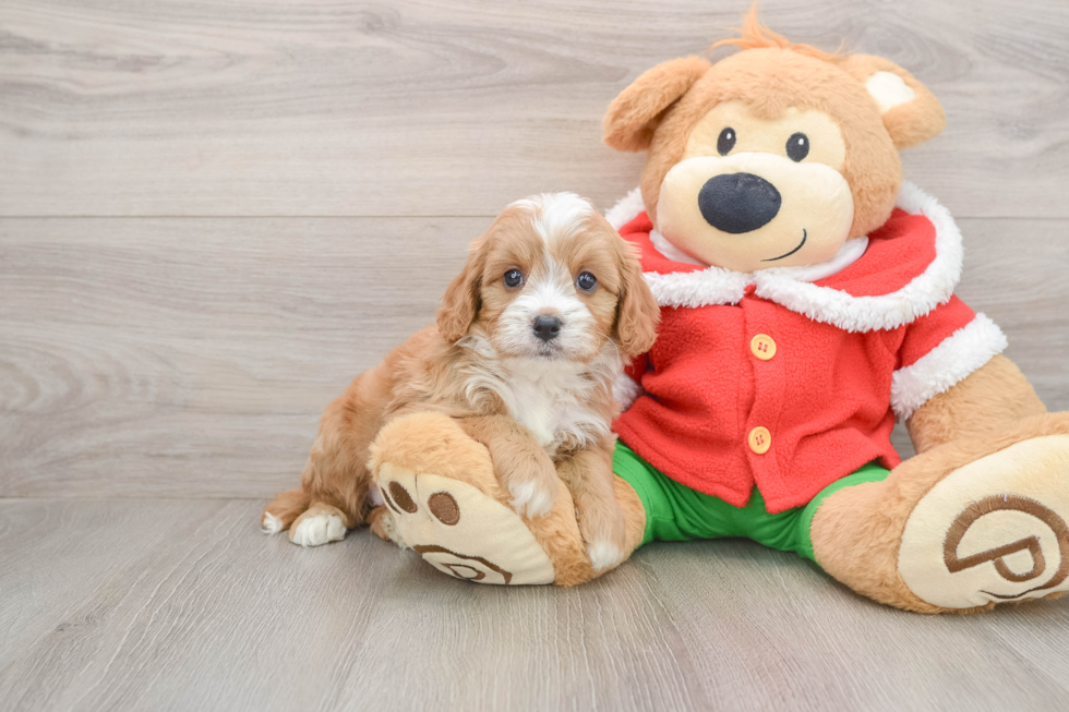 Popular Cavapoo Poodle Mix Pup