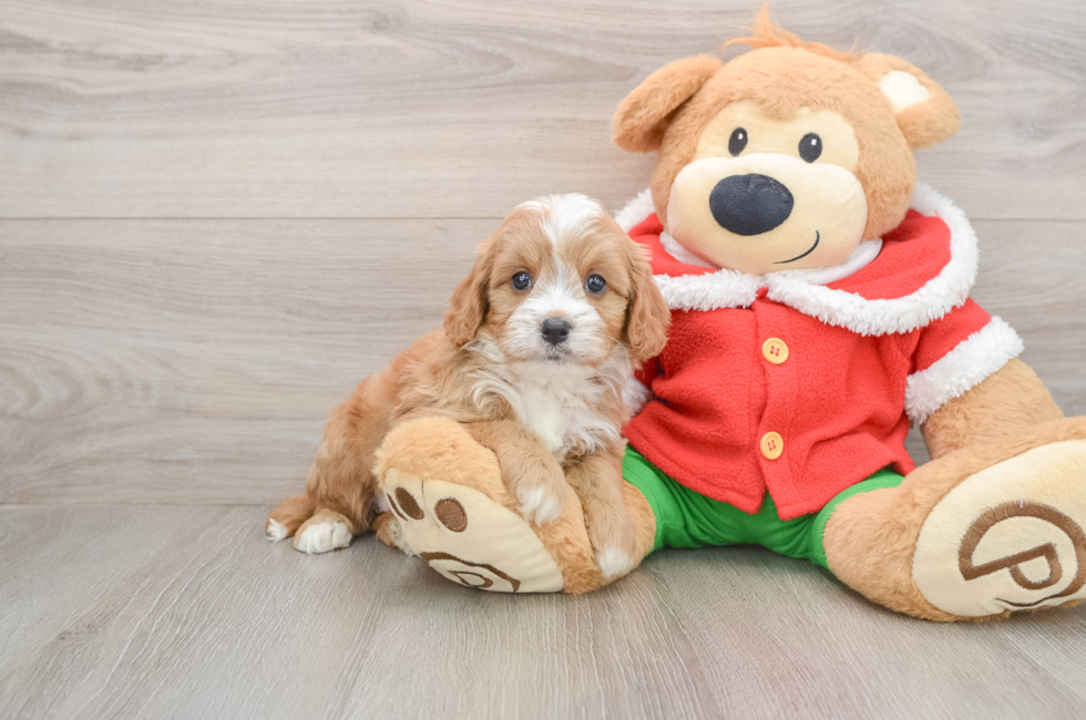 5 week old Cavapoo Puppy For Sale - Seaside Pups