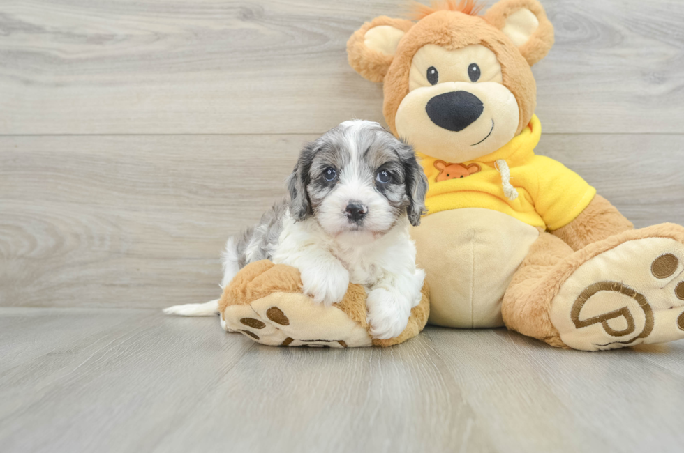 6 week old Cavapoo Puppy For Sale - Seaside Pups