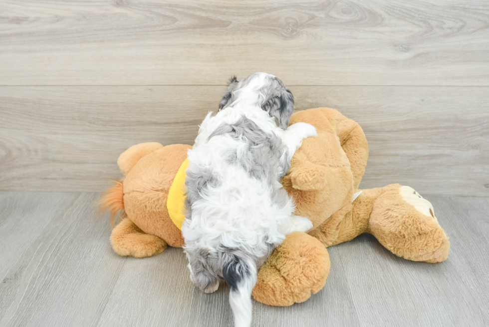 Small Cavapoo Baby