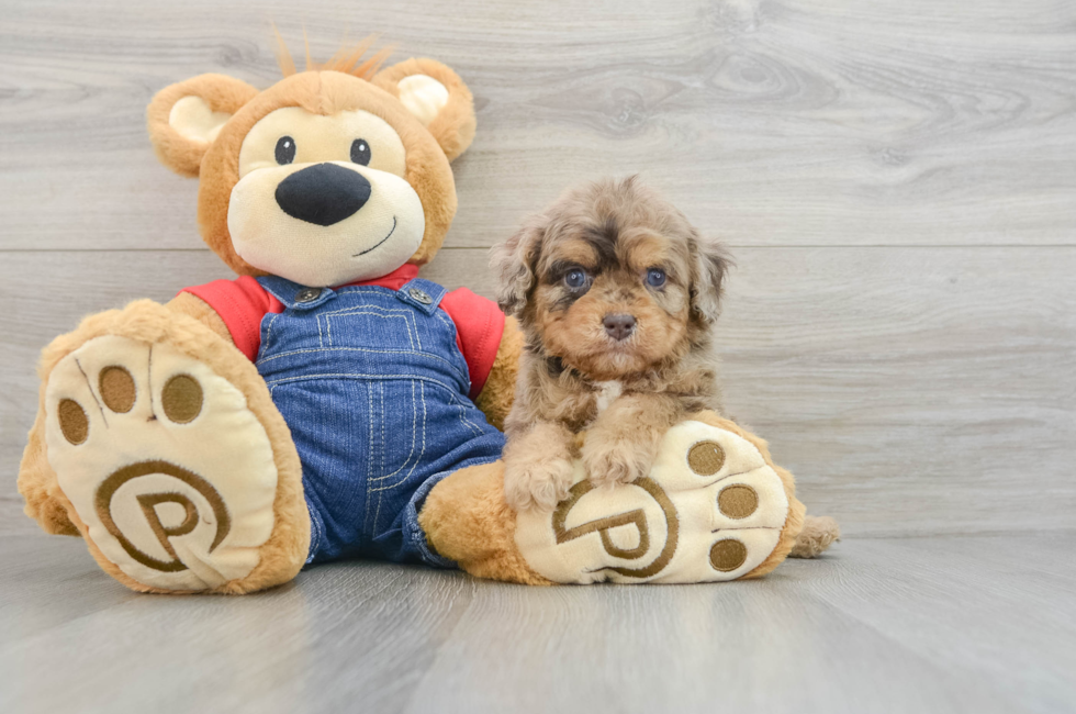 5 week old Cavapoo Puppy For Sale - Seaside Pups