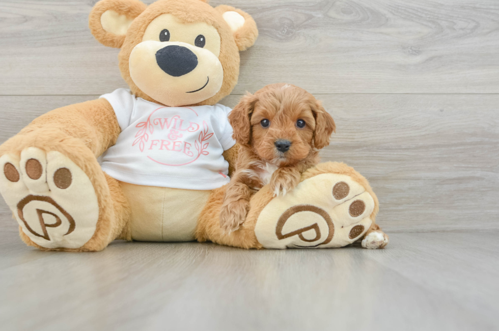 6 week old Cavapoo Puppy For Sale - Seaside Pups