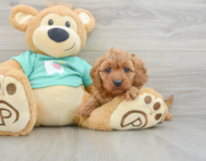 9 week old Cavapoo Puppy For Sale - Seaside Pups