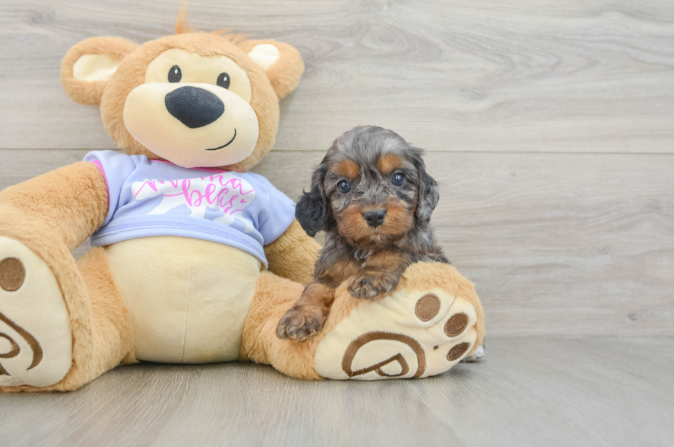 6 week old Cavapoo Puppy For Sale - Seaside Pups